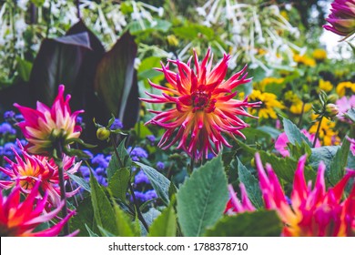 Pink, Blooming Dahlia, Among Other Blooming Flowers, In A Large Flower Bed