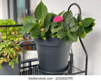 Pink Blooming Hydrangea Hortensia Decorative Balcony Garden Flower Plant In Grey Flower Pot Close Up