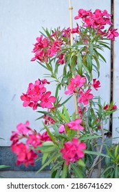 Pink Blooming Oleander Plant Growing In The Pot
