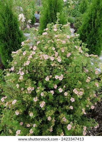 Pink blooming Potentilla fruticosa Lovely Pink with lots of small flowers . nature wallpaper.