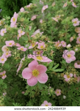 Pink blooming Potentilla fruticosa Lovely Pink with lots of small flowers . nature wallpaper.