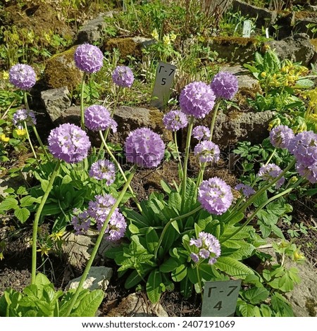 Pink blooming Primula denticulata in the garden. Floral wallpaper. first spring flowers.