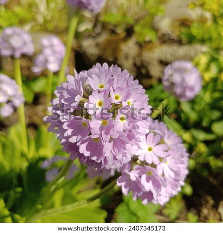 Pink blooming Primula denticulata in the garden. Floral wallpaper. first spring flowers.