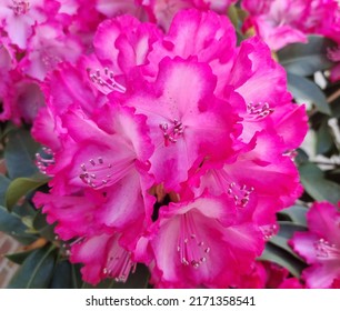 pink blooming rhododendron flower close up