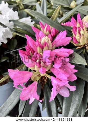 Pink blooming Rhododendron Rosa Perle. Floral background