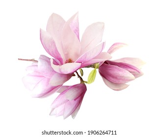 Blooming Magnolia Branch Watercolor Illustration Pink Stock ...