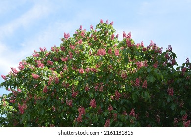 Pink Blooming Tree In Front Of Blue Sky