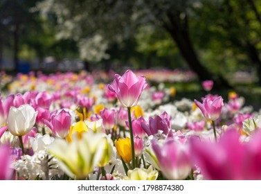 Pink Blooming Tulip Standing Out In A Flower Field In The Park