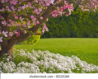 Pink Blooms Adorn A Dogwood Tree In Spring.