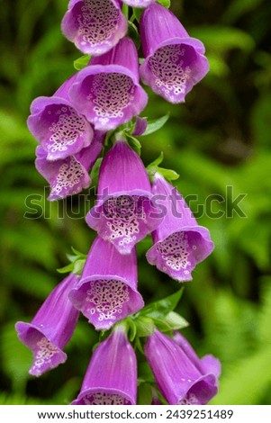 Pink Blooms Of Foxglove Stand Out Against Green Ferns in Redwood National Park