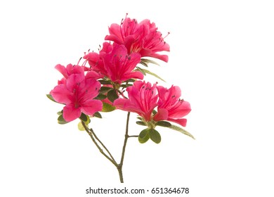 75,162 Pink azalea Images, Stock Photos & Vectors | Shutterstock