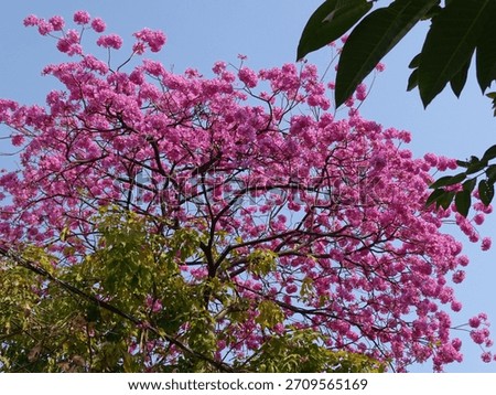 Pink blossom explode in winter