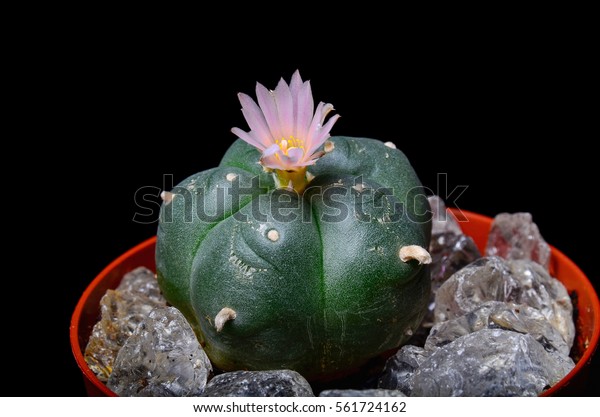 Pink Blossom Lophophora Williamsii Peyote Cactus Stock Photo Edit Now 561724162