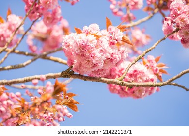 Pink blossom in the summer in the Netherlands