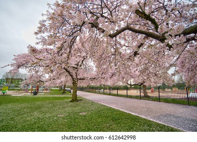 Pink Blossom Trees, Nottingham, UK
