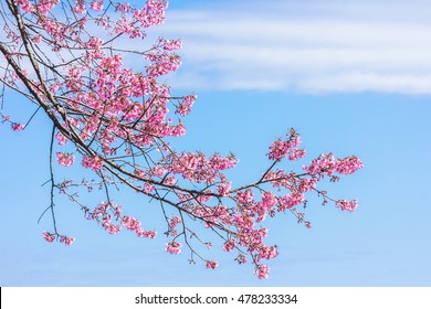 Winter Cherry Blossom Images Stock Photos Vectors Shutterstock