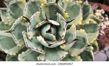 Pink blue Echeveria Succulent plant, close up. Beautiful green purple Succulent Echeveria Perle. Echeveria Lola with pale gray-blue leaves with a delicate blush of pinkish-violet. High quality photo - Powered by Shutterstock