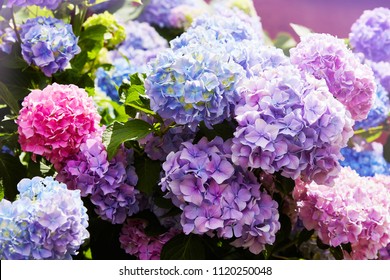 Pink, blue, lilac, violet, purple Hydrangea flower (Hydrangea macrophylla)  blooming in spring and summer in a garden. Hydrangea macrophylla - Beautiful bush of hortensia flowers