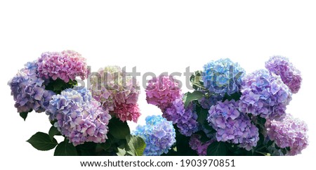 Pink, blue, lilac, violet, purple Hydrangea flower (Hydrangea macrophylla) isolated o a white background with clipping path