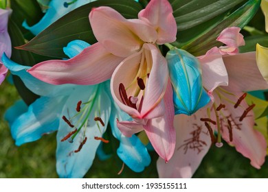 40,517 Pink Lily Stem Images, Stock Photos & Vectors | Shutterstock