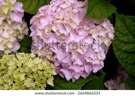 Pink and Blue Mophead Hydrangea macrophylla Endless Summer in flower. Close up