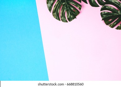 Pink and blue pastel background with tropical leaves, flat lay.