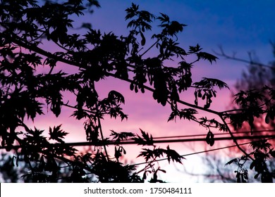 Pink Blue And Purple Sunset With Tree Branches And Power Lines