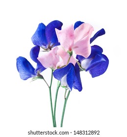 Pink and blue sweet pea flowers isolated on white background