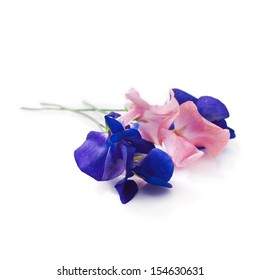 Pink and blue sweet pea flowers isolated on white background 