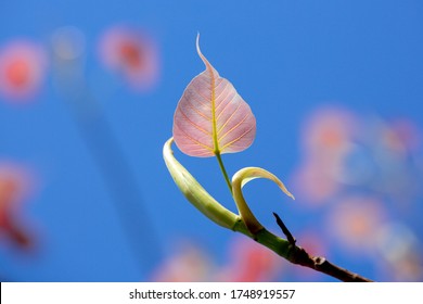 Pink Bodhi leaves. Pho leaves have filamentous patterns alternating throughout the leaves