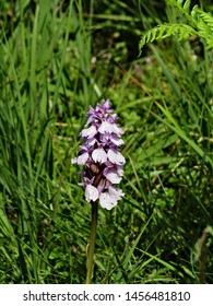 A Pink Bog Orchid In The Grass