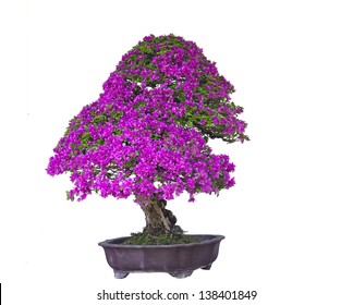 Pink Bonsai White Background Stock Photo 138401849 | Shutterstock