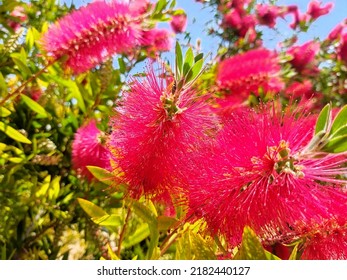 Pink Bottle Brush Flower On Sunny Day