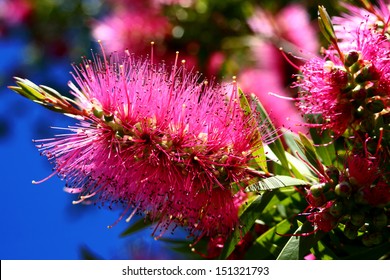 Pink Bottlebrush, Like Pohutukawa A Typical Christmas Flower In New Zealand.