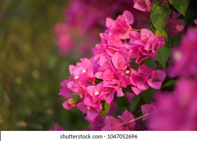 Pink Bougainvillea Flower