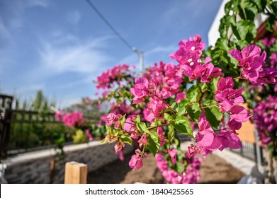 Pink Bougainvillea flower at garden with blue sky.