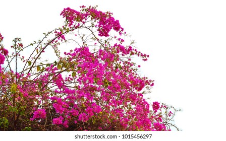 Bougainvillea Images, Stock Photos & Vectors | Shutterstock