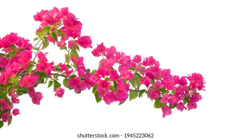 Pink Bougainvillea flower isolated on white background.