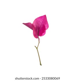 Pink Bougainvillea flower isolated on white background. - Powered by Shutterstock