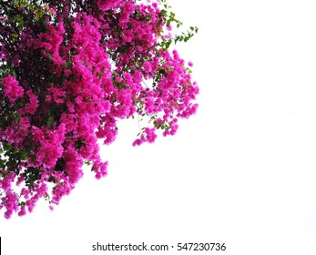 Pink Bougainvillea flower isolated on white background