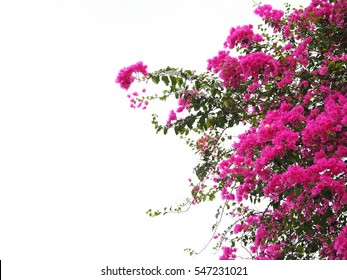 Pink Bougainvillea flower isolated on white background