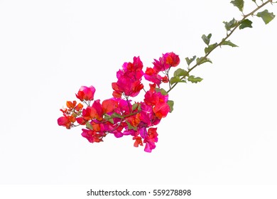 pink Bougainvillea flower Isolated on white