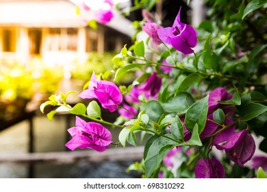 Pink Bougainvillea flower in the morning