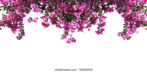 Pink Bougainvillea flower on white background. Banner background with copy space.