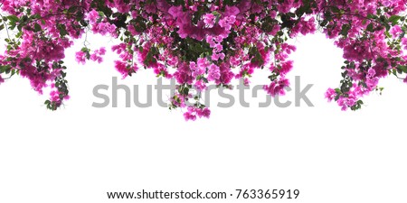 Pink Bougainvillea flower on white background. Banner background with copy space.