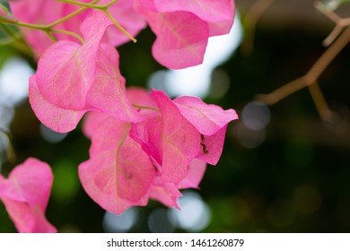 Pink Bougainvillea Flower Petals Against Dappled Sunlight Through Trees