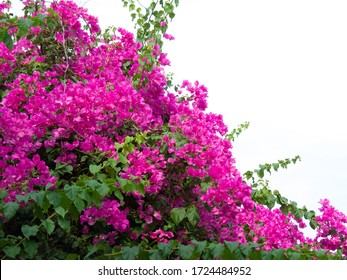 Pink Bougainvillea Flower, Bougainvillea Is A Thorny Ornamental Vines