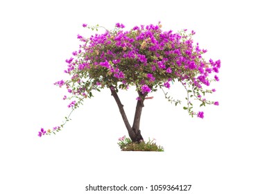 Pink bougainvillea flower tree isolated on white background