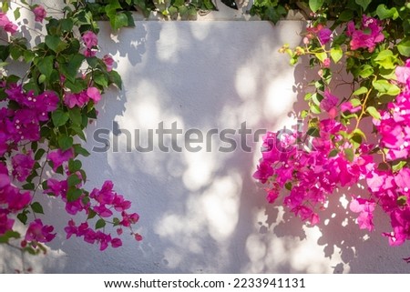 Pink bougainvillea flowers frame on white wall background on sunny day. Play of light and shadow of flowers and leaves on the wall. Summer nature wallpaper. Exotic flora of Tenerife, Canary islands
