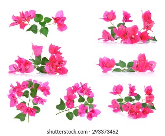 Pink Bougainvillea flowers isolated on white background.